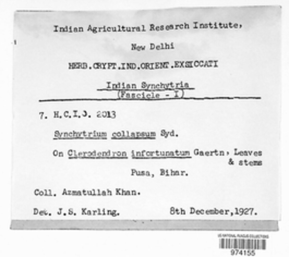 Synchytrium collapsum image